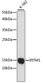 Western blot analysis of extracts of K-562 cells using IFITM1 Polyclonal Antibody at dilution of 1:1000.