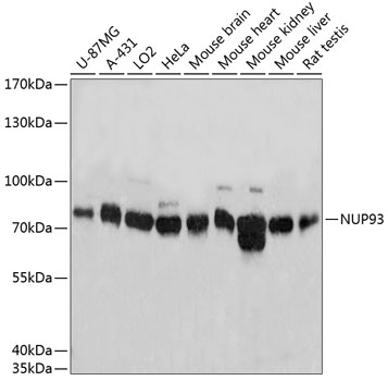 Western blot analysis of extracts of various cell lines using NUP93 Polyclonal Antibody at dilution of 1:3000.