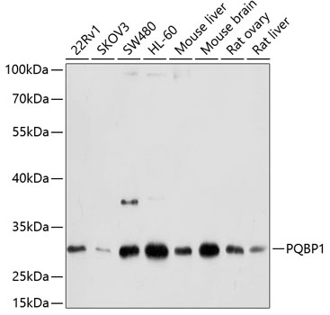 Western blot analysis of extracts of various cell lines using PQBP1 Polyclonal Antibody at dilution of 1:1000.