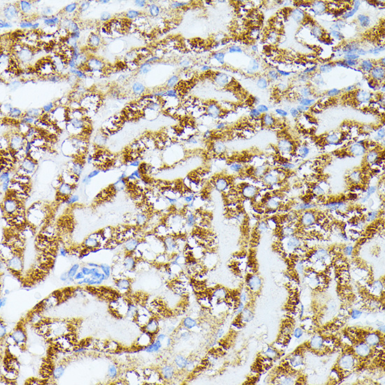 Immunohistochemistry of paraffin-embedded Mouse kidney using TRAP1 Polyclonal Antibody at dilution of  1:100 (40x lens).