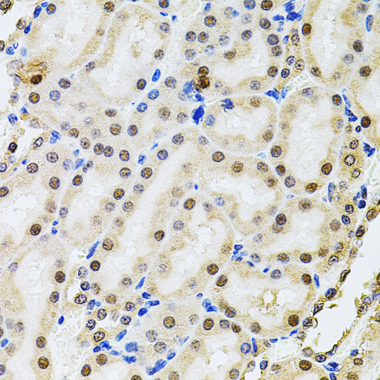 Immunohistochemistry of paraffin-embedded Rat kidney using POP4 Polyclonal Antibody at dilution of  1:100 (40x lens).