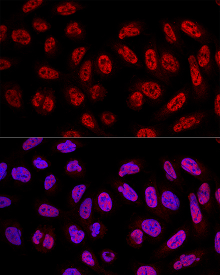 Confocal immunofluorescence analysis of U2OS cells using SF3A3 Polyclonal Antibody at dilution of  1:100. Blue: DAPI for nuclear staining.