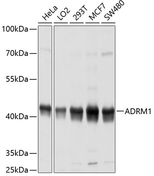 Western blot analysis of extracts of various cell lines using ADRM1 Polyclonal Antibody at dilution of 1:1000.