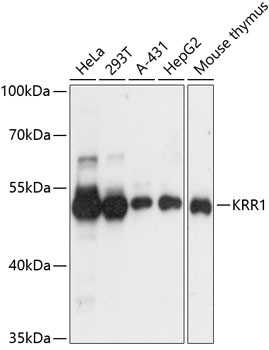 Western blot analysis of extracts of various cell lines using KRR1 Polyclonal Antibody at dilution of 1:3000.