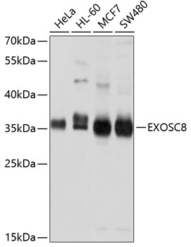 Western blot analysis of extracts of various cell lines using EXOSC8 Polyclonal Antibody at dilution of 1:1000.