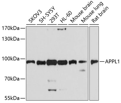 Western blot analysis of extracts of various cell lines using APPL1 Polyclonal Antibody at dilution of 1:1000.