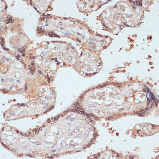 Immunohistochemistry of paraffin-embedded Human placenta using MYCBP Polyclonal Antibody at dilution of  1:100 (40x lens).