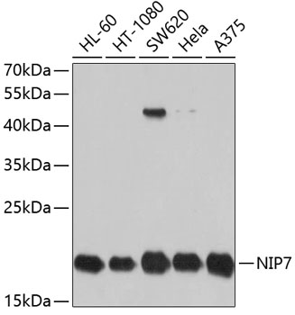 Western blot analysis of extracts of various cell lines using NIP7 Polyclonal Antibody at dilution of 1:1000.