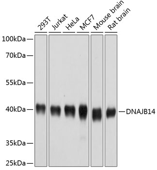 Western blot analysis of extracts of various cell lines using DNAJB14 Polyclonal Antibody at dilution of 1:1000.