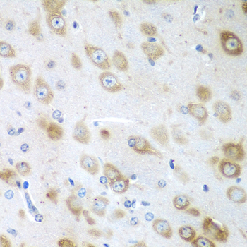 Immunohistochemistry of paraffin-embedded Mouse brain using GFM1 Polyclonal Antibody at dilution of  1:100 (40x lens).