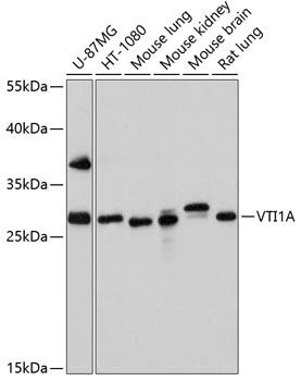 Western blot analysis of extracts of various cell lines using VTI1A Polyclonal Antibody at dilution of 1:1000.