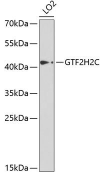 Western blot analysis of extracts of LO2 cells using GTF2H2C Polyclonal Antibody at dilution of 1:1000.