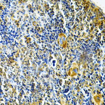 Immunohistochemistry of paraffin-embedded Mouse spleen using GLRX Polyclonal Antibody at dilution of  1:200 (40x lens).