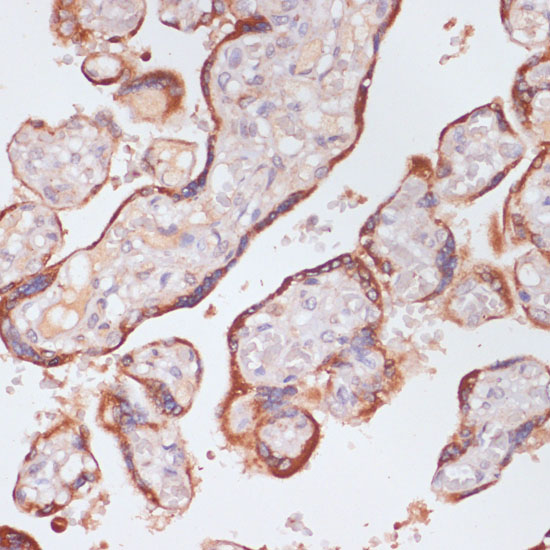 Immunohistochemistry of paraffin-embedded Human placenta using KLKB1 Polyclonal Antibody at dilution of  1:100 (40x lens).