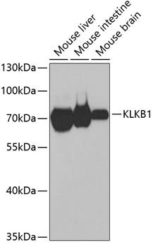 Western blot analysis of extracts of various cell lines using KLKB1 Polyclonal Antibody at dilution of 1:1000.