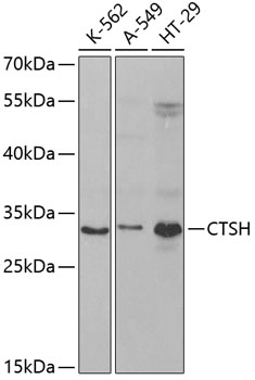 Western blot analysis of extracts of various cell lines using CTSH Polyclonal Antibody at dilution of 1:1000.