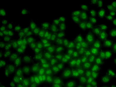 Immunofluorescence analysis of HeLa cells using ID3 Polyclonal Antibody