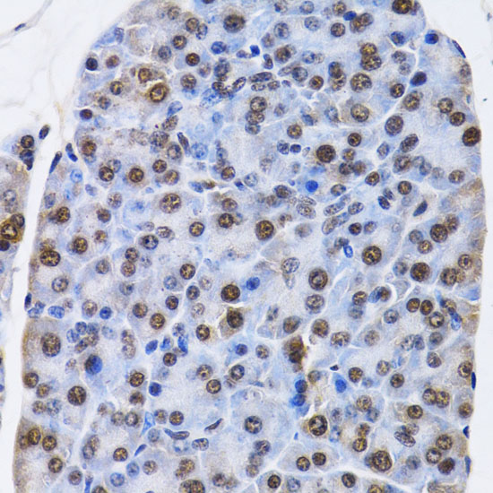 Immunohistochemistry of paraffin-embedded Mouse pancreas using ID3 Polyclonal Antibody at dilution of  1:200 (40x lens).