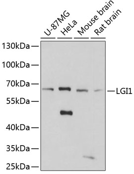 Western blot analysis of extracts of various cell lines using LGI1 Polyclonal Antibody at dilution of 1:3000.