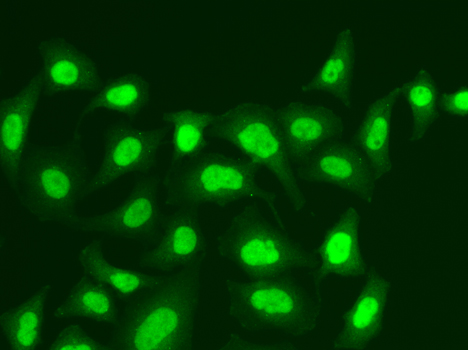 Immunofluorescence analysis of A549 cells using MPG Polyclonal Antibody