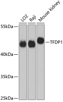 Western blot analysis of extracts of various cell lines using TFDP1 Polyclonal Antibody at dilution of 1:3000.