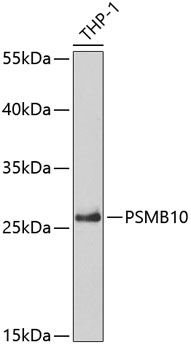 Western blot analysis of extracts of THP-1 cells using PSMB10 Polyclonal Antibody at dilution of 1:5000.