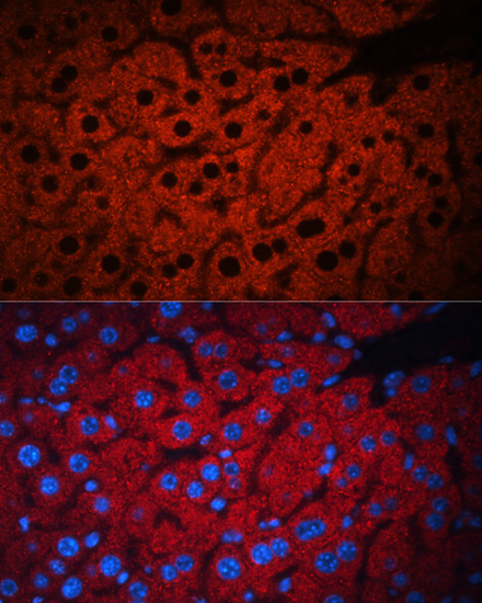 Immunofluorescence analysis of Mouse liver using PEX19 Polyclonal Antibody at dilution of  1:100. Blue: DAPI for nuclear staining.