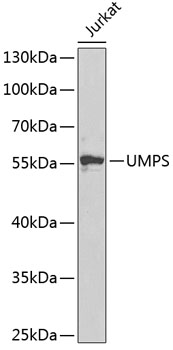 Western blot analysis of extracts of Jurkat cells using UMPS Polyclonal Antibody at dilution of 1:1000.