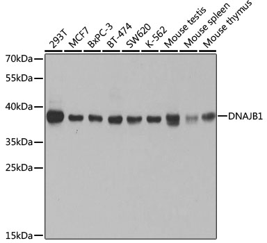 Western blot analysis of extracts of various cell lines using DNAJB1 Polyclonal Antibody at dilution of 1:1000.