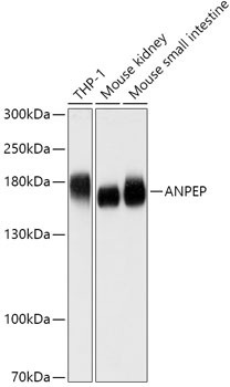 Western blot analysis of extracts of various cell lines using ANPEP Polyclonal Antibody at dilution of 1:1000.