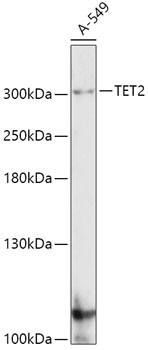 Western blot analysis of extracts of A-549 cells using TET2 Polyclonal Antibody at dilution of 1:1000.