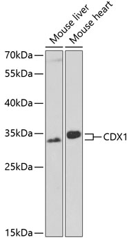 Western blot analysis of extracts of various cell lines using CDX1 Polyclonal Antibody at dilution of 1:1000.