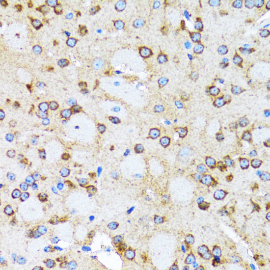 Immunohistochemistry of paraffin-embedded Rat brain using ACTR2 Polyclonal Antibody at dilution of  1:100 (40x lens).