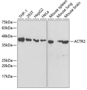 Western blot analysis of extracts of various cell lines using ACTR2 Polyclonal Antibody at dilution of 1:1000.