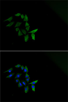 Immunofluorescence analysis of U2OS cells using MAVS Polyclonal Antibody