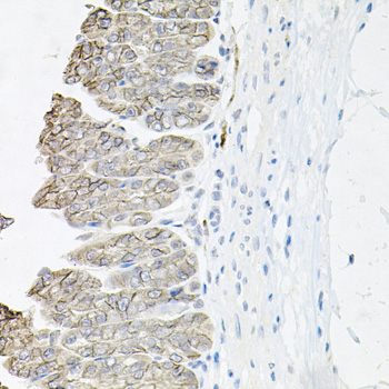 Immunohistochemistry of paraffin-embedded Mouse stomach using ATP1B1 Polyclonal Antibody at dilution of  1:100 (40x lens).