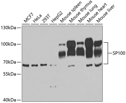 Western blot analysis of extracts of various cell lines using SP100 Polyclonal Antibody at dilution of 1:1000.