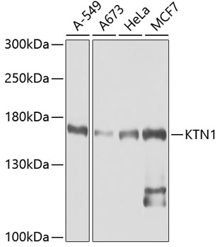 Western blot analysis of extracts of various cell lines using KTN1 Polyclonal Antibody at dilution of 1:1000.