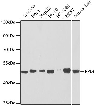 Western blot analysis of extracts of various cell lines using RPL4 Polyclonal Antibody at dilution of 1:1000.