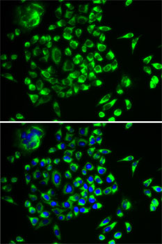 Immunofluorescence analysis of U2OS cells using MRPL28 Polyclonal Antibody