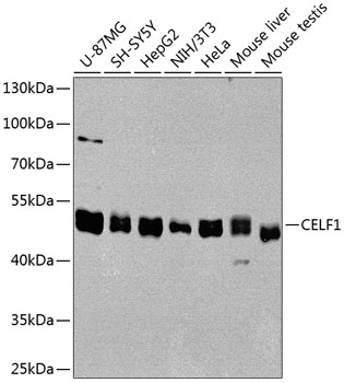 Western blot analysis of extracts of various cell lines using CELF1 Polyclonal Antibody at dilution of 1:1000.