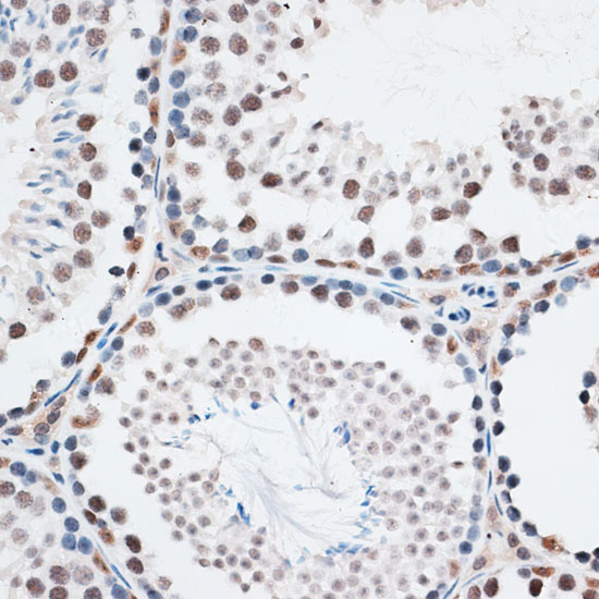 Immunohistochemistry of paraffin-embedded Mouse testis using AQR Polyclonal Antibody at dilution of  1:100 (40x lens).