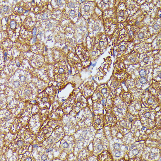 Immunohistochemistry of paraffin-embedded Mouse liver using HDLBP Polyclonal Antibody at dilution of  1:100 (40x lens).