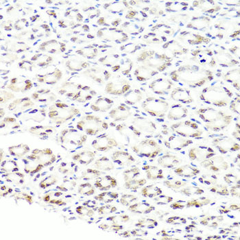 Immunohistochemistry of paraffin-embedded Mouse stomach using PRPF8 Polyclonal Antibody at dilution of  1:100 (40x lens).