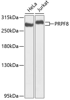 Western blot analysis of extracts of various cell lines using PRPF8 Polyclonal Antibody at dilution of 1:1000.