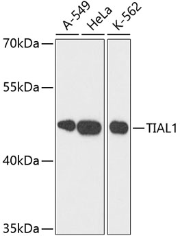 Western blot analysis of extracts of various cell lines using TIAL1 Polyclonal Antibody at dilution of 1:3000.