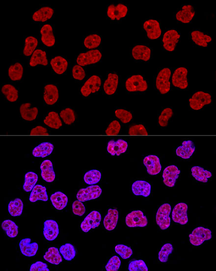 Confocal immunofluorescence analysis of Hela cells using KHDRBS1 Polyclonal Antibody at dilution of  1:400. Blue: DAPI for nuclear staining.