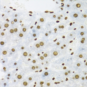 Immunohistochemistry of paraffin-embedded Mouse liver using KHDRBS1 Polyclonal Antibody at dilution of  1:100 (40x lens).