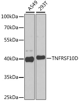 Western blot analysis of extracts of various cell lines using TNFRSF10D Polyclonal Antibody at dilution of 1:1000.