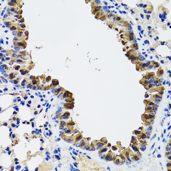 Immunohistochemistry of paraffin-embedded Mouse lung using ESD Polyclonal Antibody at dilution of  1:100 (40x lens).